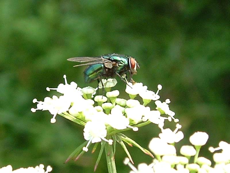 Gymnochaeta  viridis ?